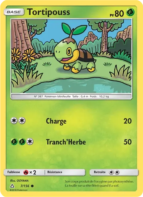 Tortipouss